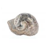 Prehistoric Large  Nautilus Preserved Fossil