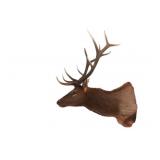 Canadian 6x6 Elk Professional Taxidermy Mount