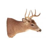 Trophy Michigan 3x3 White Tail Deer Shoulder Mount