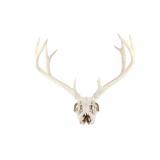 Montana 5x5 Mule Deer European Mount Taxidermy