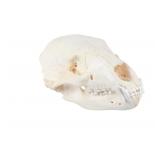 Montana Black Bear Professional Taxidermy Skull