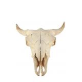 LARGE Petrified Bison Occidentalis Skull