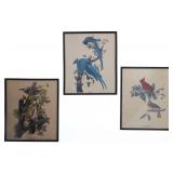 J.J. Audubon Colored Bird Etching Prints (3)