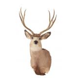 Montana 4x4 Mule Deer Taxidermy Shoulder Mount