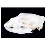 Boone & Crockett Trophy Montana Black Bear Skull