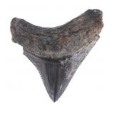 2 1/8" Fossilized Megaladon Serrated Tooth