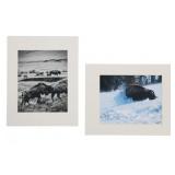 Montana Artist Tom Pallach Bison Photography Pair