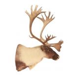 MASSIVE North American Woodland Caribou Taxidermy