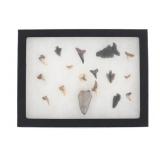 Projectile Point & Fossilized Shark Teeth Display