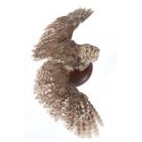 Professional Eurasian Scops-Owl Taxidermy