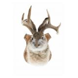 ELUSIVE Jackalope 3x3 Shoulder Mount Taxidermy
