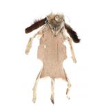 Buffalo Shop Coyote Mask Headdress