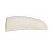 19th C. POLISHED Sperm Whale Tooth Specimen