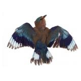 European Roller Jay In Flight Full Body Taxidermy