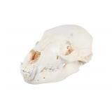 Montana Black Bear Professional Taxidermy Skull