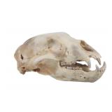 Montana Black Bear Skull Professional Taxidermy