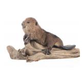Professional Baby Beaver Log Mounted Taxidermy