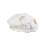 Montana Taken Trophy Bobcat Skull