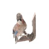 Professional Eurasian Jay Full Body Taxidermy