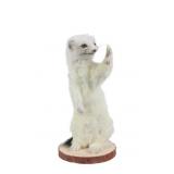 Life-sized Snow White Ermine Mount Taxidermy