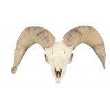 Alaska Dall Big Horn Sheep Taxidermy Mount