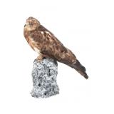 Amazing Common Buzzard Buteo Full Body Mount