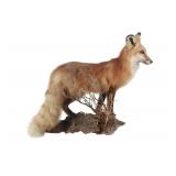 Walking Red Fox Full Body Professional Taxidermy