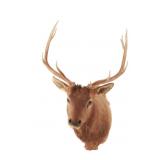 Rocky Mountain 4x4 Elk Professional Taxidermy