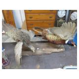 TAXIDERMIED PHEASANT MOUNT