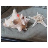 CONCHE SHELL & STARFISH