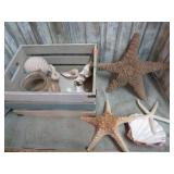SEA SHELLS, STAR FISH, ETC