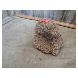 SEASHELL FOSSIL CHUNK
