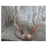 9 POINT DEER ANTLER RACK