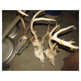 3--DEER SKULLS / RACKS