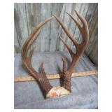 10 POINT DEER ANTLER RACK