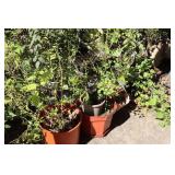 Large collection of planters 40+     **Buyer must remove