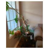 Potted House Plant