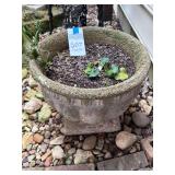 Concrete Planter