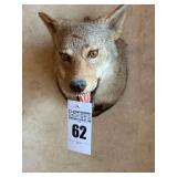 Taxidermy Head Mount Coyote