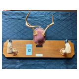 Taxidermy White Tailed Deer