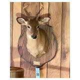 Taxidermy Shoulder Mount White Tailed Buck