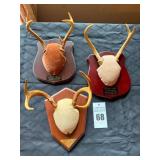 Taxidermy Deer Antler Mounts