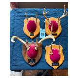 Taxidermy Deer Antler Mounts
