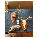 Taxidermy European White Tailed Deer Mounts