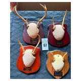 Taxidermy Deer Antler Mounts