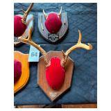 Taxidermy Deer Antler Mounts