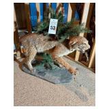 Taxidermy Full Body Mount Bobcat