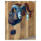 Taxidermy Shoulder Mount Black Hawaiian Ram
