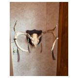 Taxidermy European Mount White Tailed Deer with Turkey beards