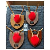 Taxidermy Deer Antler Mounts